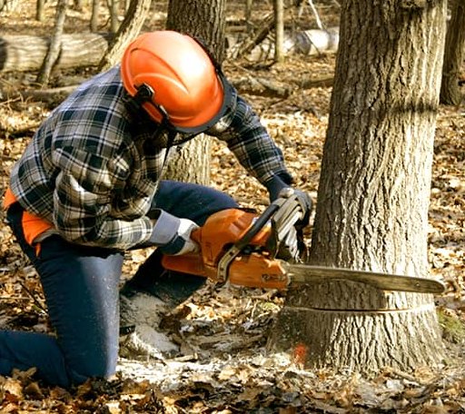 Tree Removal in Hampton, SC